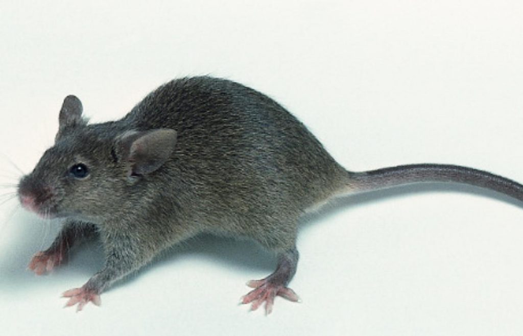 Mús á veitingastað Ruby Tuesday: „Fengum kökk í hálsinn og rukum út“