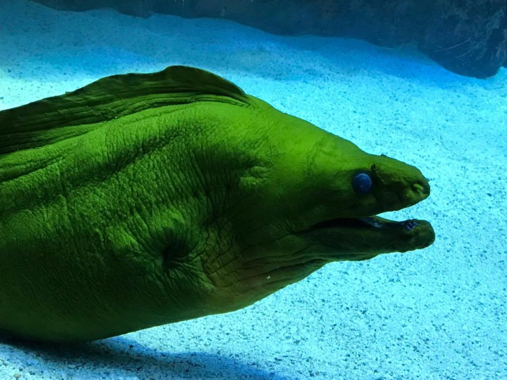 Frábært sædýrasafn – gætum við kannski líka komið upp slíku safni?