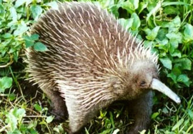 Undarlegt spendýr var talið útdautt – Fannst nýlega sprelllifandi - DV