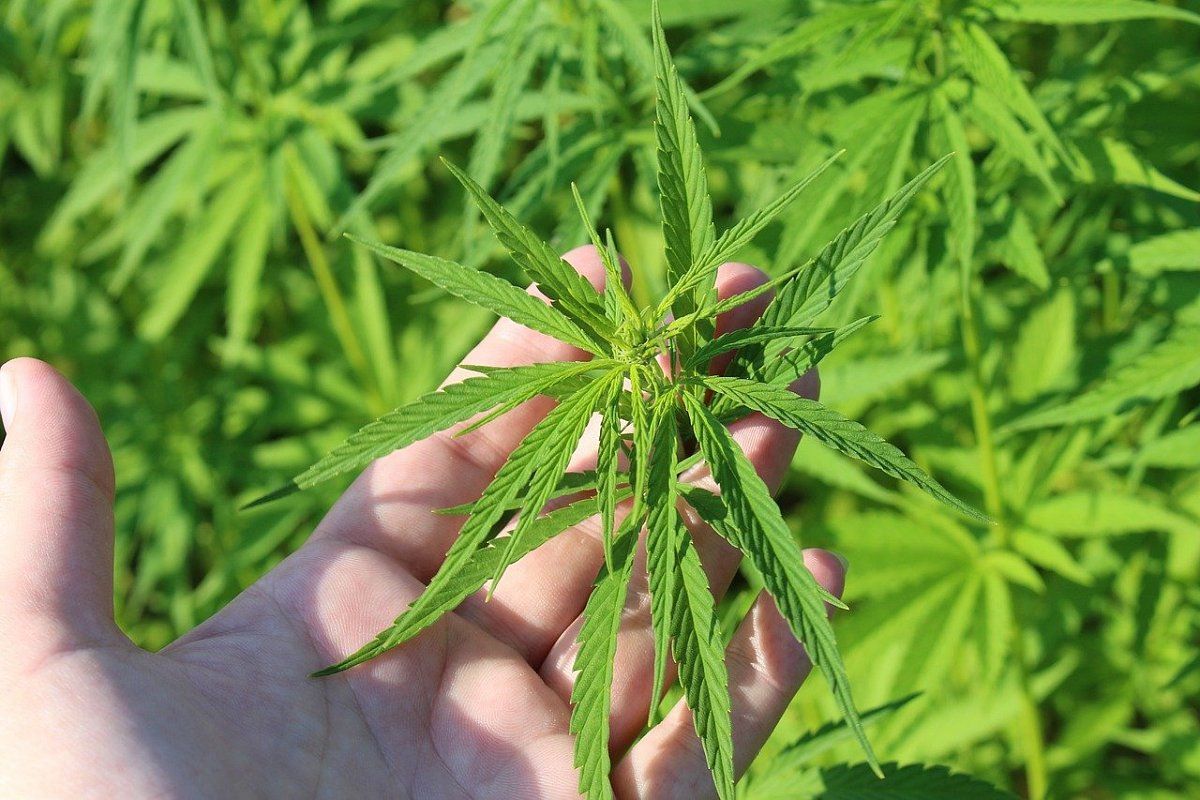 Fjórir karlar og ein kona ákærð vegna stórfelldrar kannabisræktunar