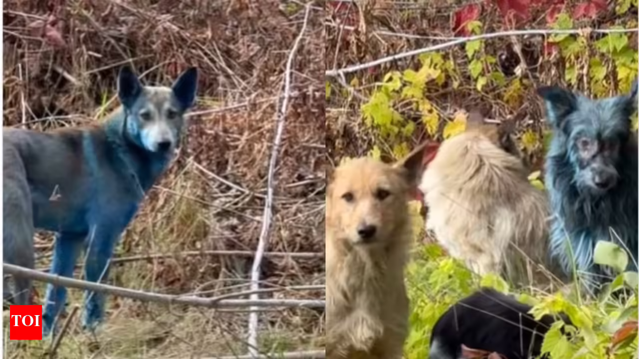 Ráðgáta í Tsjernóbíl: Flækingshundarnir orðnir bláir