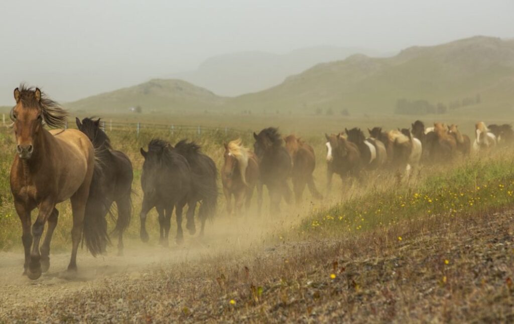 Hafði ekki erindi sem erfiði – Vildi ekki segja af hverju hún vildi koma sér upp hesthúsi