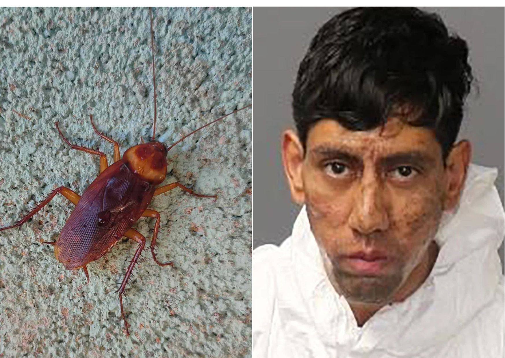 Ákærður fyrir tvö morð – Segir dulkóðuð skilaboð kakkalakka hafa sagt sér að drepa