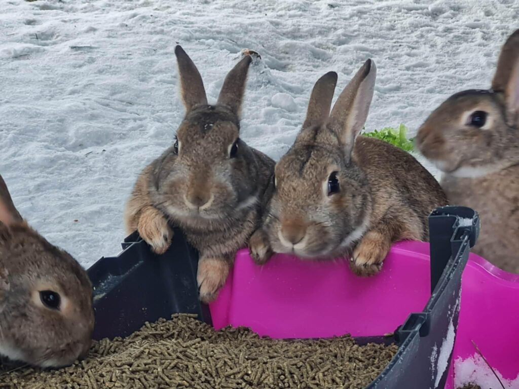 Gréta bjargar villtum kanínum – „Þær eru gáfaðar og mjög hreinlegar“