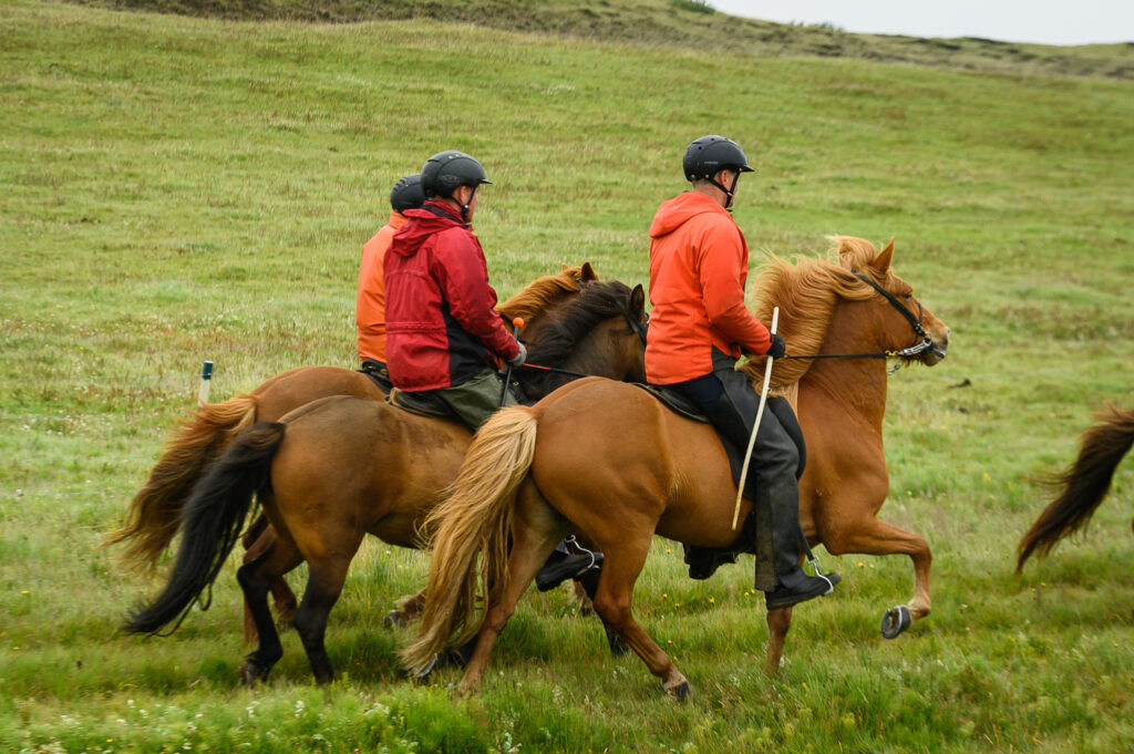 „Ég er oft spurður að því hvernig ég fari að því að láta hestana elta mig“