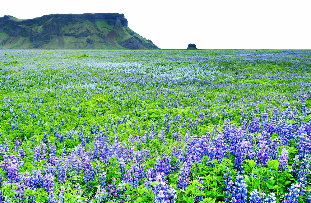 Frægð „íslensku“ lúpínunnar út fyrir landsteinanna – Elskuð og hötuð