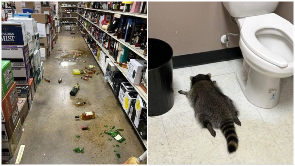 Sökudólgurinn fannst áfengisdauður inni á klósetti