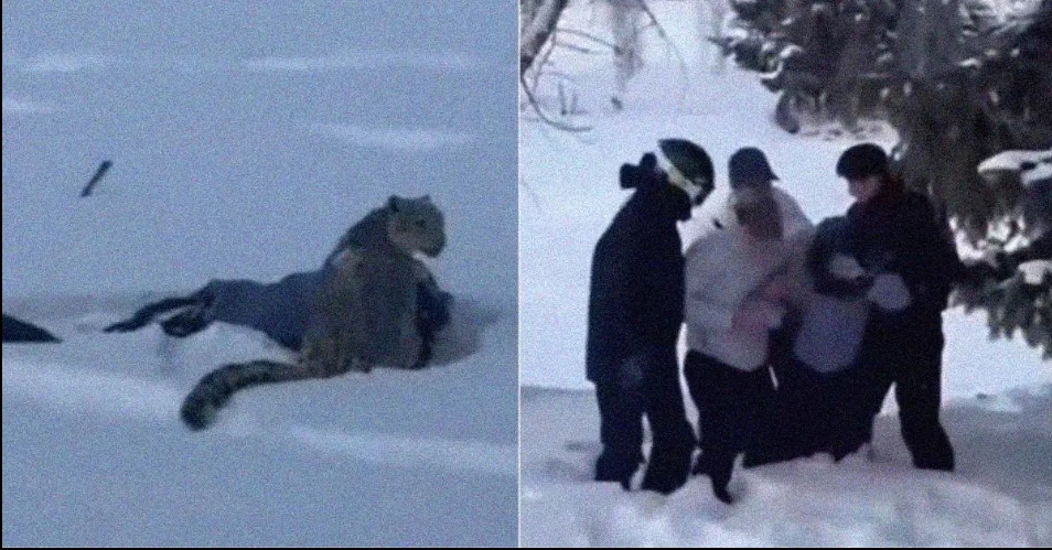 Rakst á snjóhlébarða og ákvað að taka sjálfu – Lifði hræðilega árás naumlega af