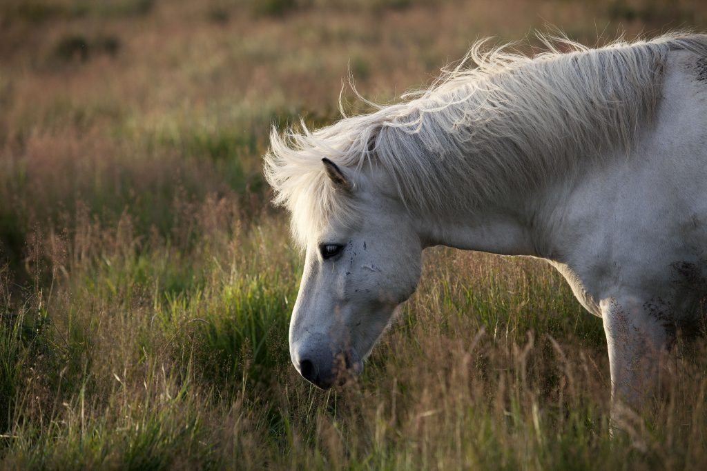 Safna undirskriftum gegn flugeldum – „Gæludýr, húsdýr og villidýr geta enga björg sér veitt“