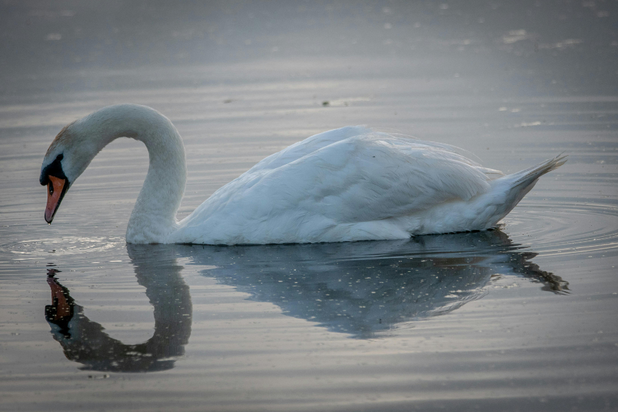 Skæð fuglainflúensa greinist í villtum fuglum á höfuðborgarsvæðinu