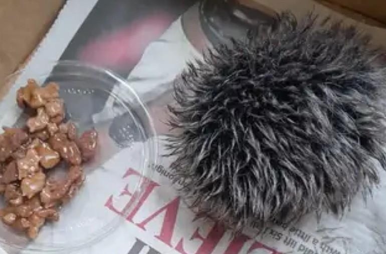 Hlúði að „broddgelti“ alla nóttina – Komst að sannleikanum hjá dýralækninum