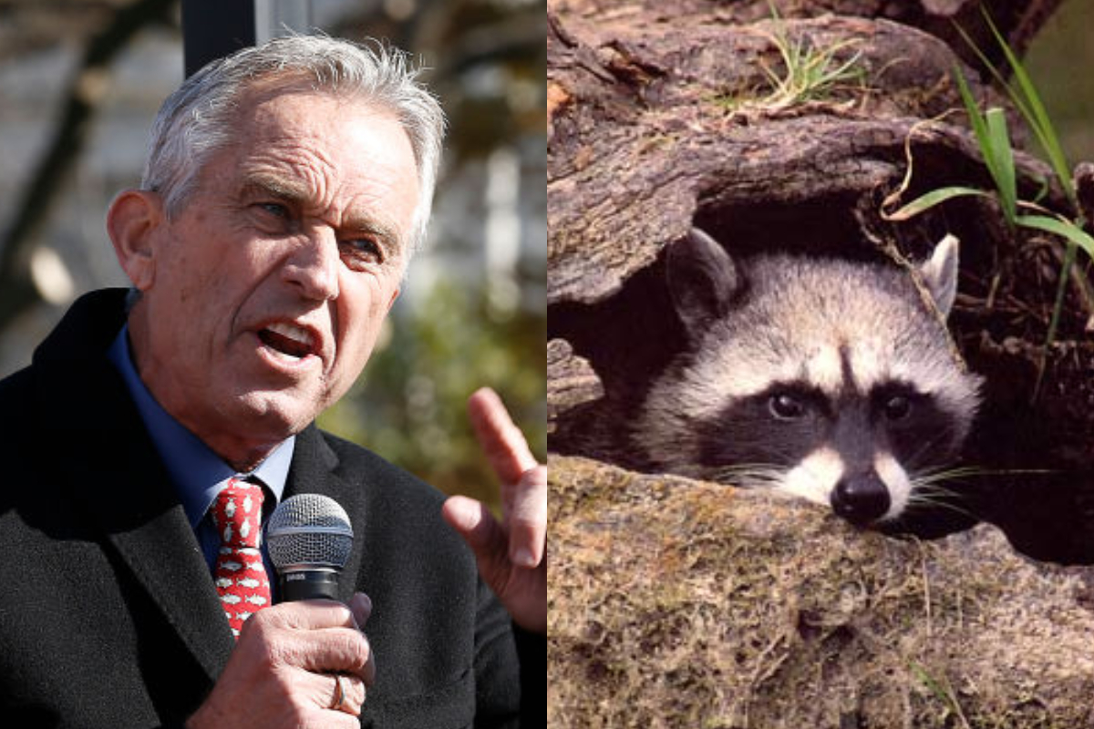 Robert F. Kennedy yngri skar getnaðarlim af þvottabirni á meðan börnin hans biðu í bílnum