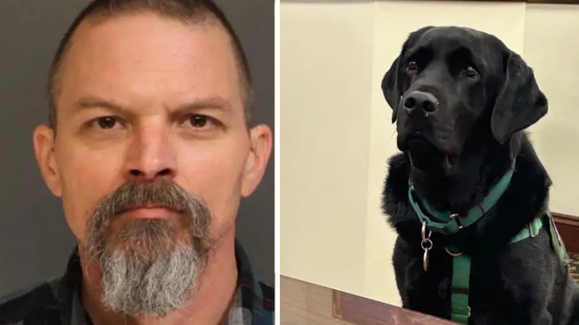 Dómari þurfti að ógilda réttarhöld vegna krúttlegrar boðflennu sem ráfaði inn á óheppilegum tíma