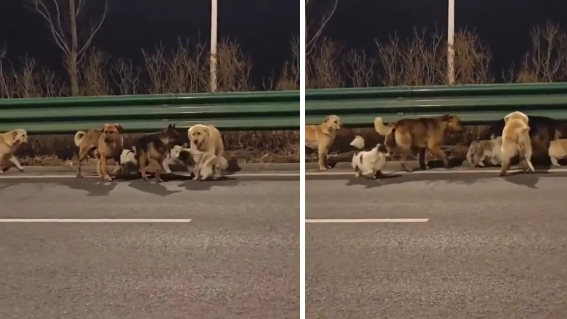 Sjö hugrakkir hundar sigra hjörtu netverja – „Við erum svo heppin að þeir komu heim og voru ekki étnir“