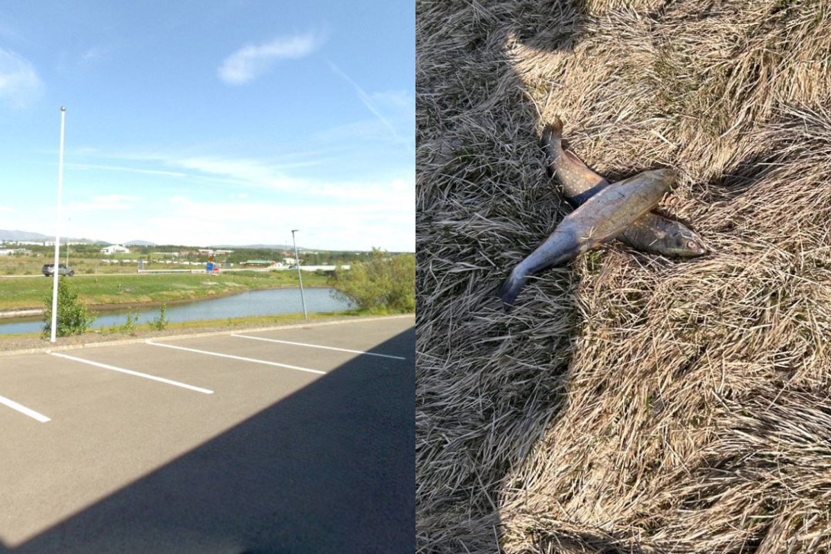 Sá grunsamlegan mann með fisk og tilkynnti til lögreglu – „Ógeð þetta lið er sem stundar þetta“