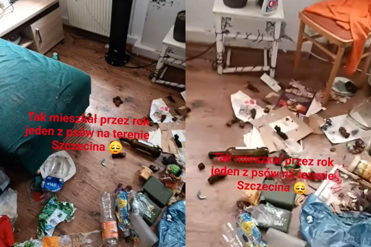 Pólsk kona fór til Íslands og skildi hund eftir í hryllingshúsi í heilt ár – Skítur og hland út um allt