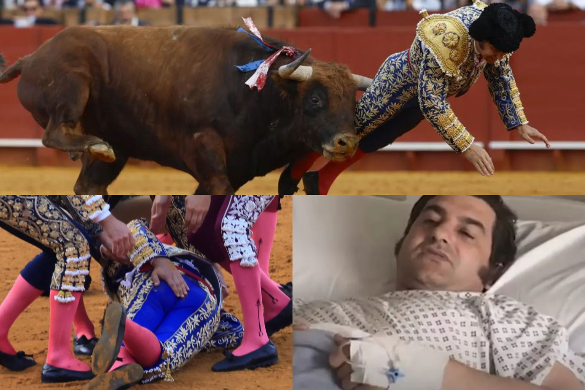 Naut „stjaksetti“ einn frægasta nautabana Spánar á endaþarminum – Getur ekki sofið eða borðað