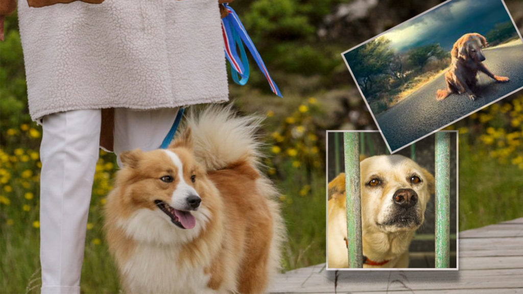 Krafðist allra upplýsinga um öll skráð gæludýr í einum stærsta gagnagrunni landsins