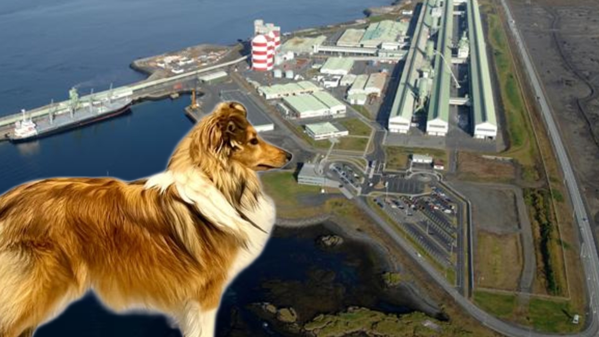 Týndist á fimmtudag eftir árás frá öðrum hundi – Hefur þú séð Bellu?