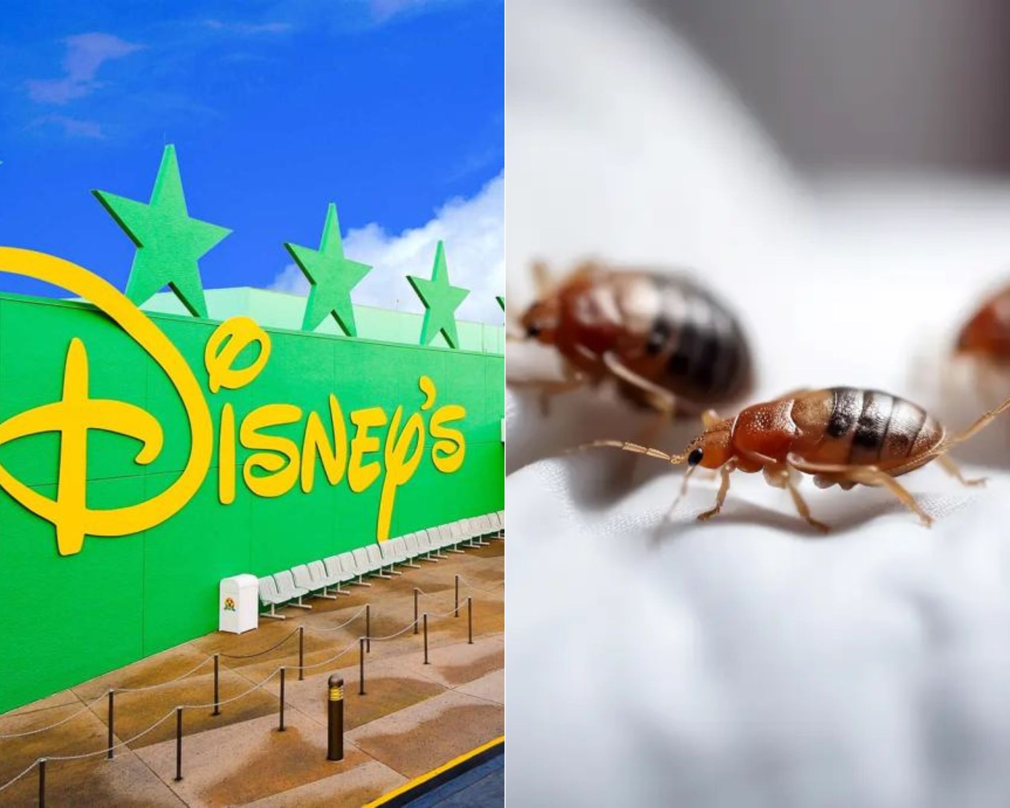 Höfðar mál gegn Walt Disney-skemmtigarðinum og krefst bóta vegna veggjalúsa