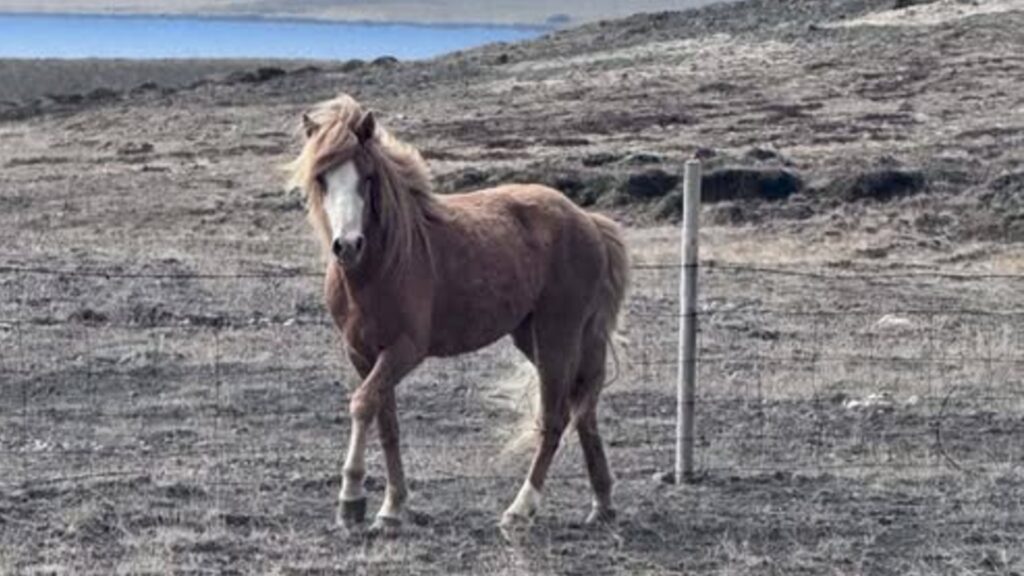 Rauðblesótt tryppi gengur laust við þjóðveg 1 – Lögregla biður eigandann að gefa sig fram